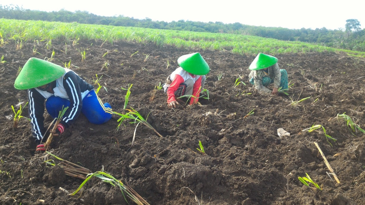 Pertamina Bina UMKM DDistillers, Ubah Lahan Kritis Jadi Lapangan Kerja untuk Lebih dari 2.000 Warga Desa
            - galeri foto