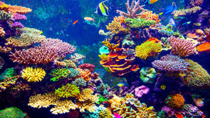 Indonesia Masuk Kawasan Segitiga Terumbu Karang Indo-Pasifik, Lestarikan dan Jaga Terumbu Karang Kunci Masa Depan Laut dan Bumi