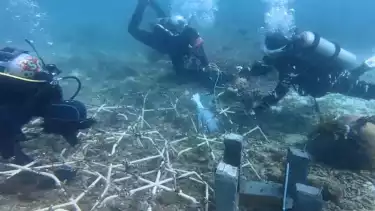 Indonesia Masuk Kawasan Segitiga Terumbu Karang Indo-Pasifik, Lestarikan dan Jaga Terumbu Karang Kunci Masa Depan Laut dan Bumi