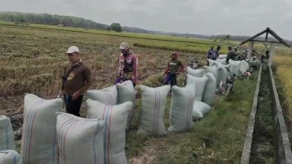 Produksi Melimpah, Petani dan Penggilingan Kecil Nikmati Hasil Panen dengan Harga Menguntungkan