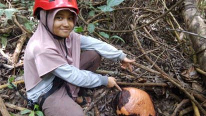 Calon Bunga Rafflesia Arnoldi Ditemukan Pokdarwis di Solok