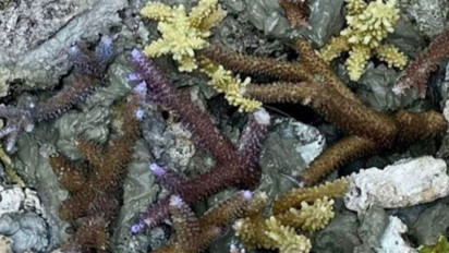 Kepulauan Seribu Libatkan Genearasi Muda Jaga Ekosistem Pesisir Jakarta