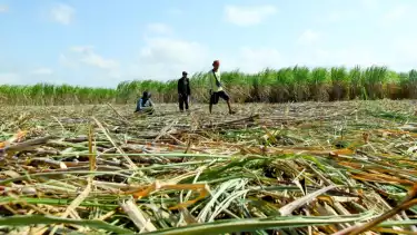 Sejumlah petani tebu melaksanakan panen raya di Kawasan Transmigrasi Melolo, Kabupaten Sumba Timur, Nusa Tenggara Timur (NTT), pada Selasa (19/8).