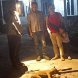 Distankan Riau: Anjing Liar Gigit 9 Warga Pekanbaru Positif Rabies