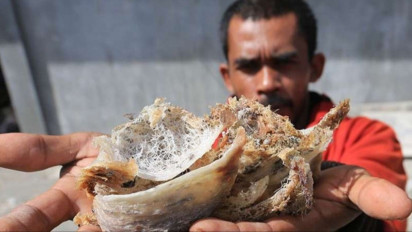 Industri Sarang Burung Walet Melemah, Petani Memohon Perhatian Presiden Prabowo