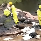 Kebocoran Pipa MFO Cemari 30 Hektar Sawah, DPRD dan Pospera Desak PT Vale Bertanggung Jawab
