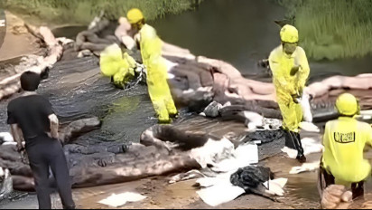 Kebocoran Pipa MFO Cemari 30 Hektar Sawah, DPRD dan Pospera Desak PT Vale Bertanggung Jawab