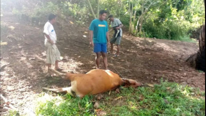 Diduga Diracun Dengan Cairan Misterius, Sapi-sapi Warga di Boalemo Mati Mendadak