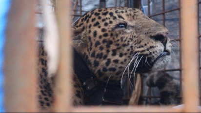 Heboh Seekor Macan Tutul Kabur dari Kandang Lembang Park Zoo Bandung, Polisi Lakukan Penyisiran
