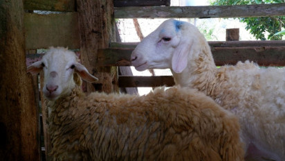 Pelatihan Budidaya Kambing dan Domba Jadi Solusi Kemandirian Ekonomi Desa