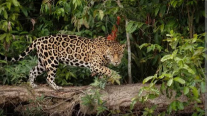 Macan Tutul Lepas dari Lembang Park Zoo Bandung Buat Pengujung dan Warga Panik