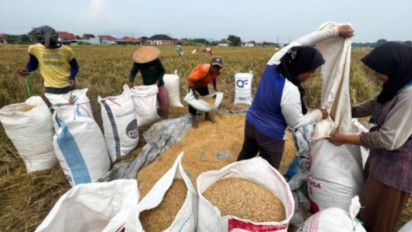 Produksi Padi Nasional Tertekan: Kapasitas Hulu Melemah, Teknologi Minim, Lahan Lelah