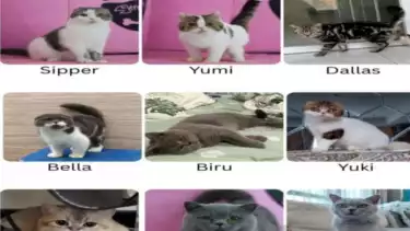 Tangkapan layar- Sembilan kucing milik Uya Kuya yang masih hilang karena dijarah.