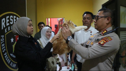 Kisah 'Moci' Kucing yang Selamat dari Sang Penjagal