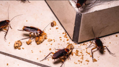 Cara Efektif Menangani Serangan Hama, Rayap, Nyamuk, Tikus Hilang, Solusi Ramah Lingkungan dan Bersertifikat