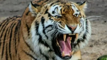 Polisi Imbau Warga Lampung Barat Tak Beraktivitas hingga Malam di Hutan Kawasan 