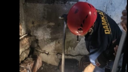 Ular Kobra Jawa Bobot 1 Kg Sembunyi di Tumpukan Genting, Sempat Mangsa Ayam Milik Warga Kulon Progo