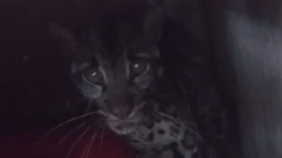 BBTNKS Seksi Wilayah I Kerinci Lepasliarkan Macan Dahan 