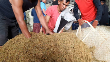 Harga Tembakau Kering di Pamekasan Anjlok, Petani: Tak Sesuai Harapan