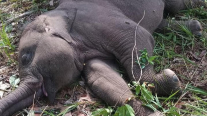 Baru Berusia 2 Tahun, Anak Gajah Tari Temannya Domang Ditemukan Mati di Taman Nasional Tesso Nilo