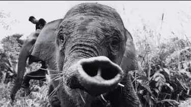 Anak gajah Tari di Taman Nasional Tesso Nilo