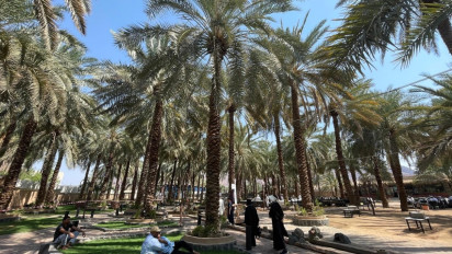 Kebun Kurma Madinah: Di Balik Manfaat Dahsyat 7 Butir Kurma Sehari