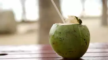 ilustrasi kelapa muda