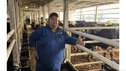 Perkuat Ketahanan Pangan Nasional, Rombongan Sapi Perah Australia Tiba di Indonesia