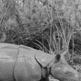 Hari Badak Sedunia 2025: Menhut Ingatkan Spesies Badak Adalah Harga Diri Indonesia