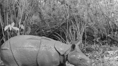 Hari Badak Sedunia 2025: Menhut Ingatkan Spesies Badak Adalah Harga Diri Indonesia