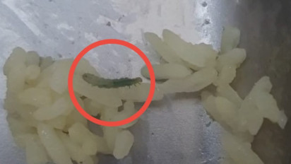 Puluhan Siswa Makan Nasi MBG Berulat, Wakil Bupati Akan Kirim Surat ke Badan Gizi Nasional