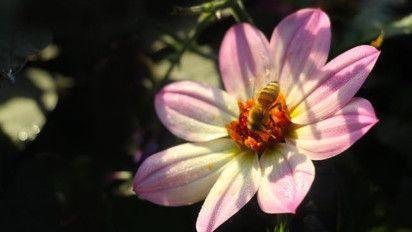 2 Bahan di Bumi Ini Sangat Dahsyat Manfaatnya untuk Perbaiki Sel-sel yang Rusak, Apa Saja?