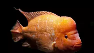 Tahukah Kamu Bukan Cuma Salmon, Ternyata Ikan Red Devil juga Kaya akan Kandungan DHA dan Omega-3 yang Tinggi