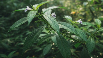 Mitos atau Fakta Pengidap Diabetes Bisa Pakai Sambiloto Jadi Ramuan Ajaib untuk Turunkan Gula Darah Tinggi?