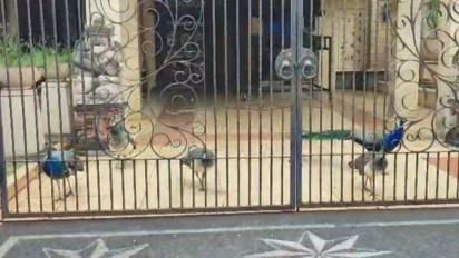 Viral Burung Merak Berkeliaran di Duren Sawit, Ternyata Punya Bamsoet