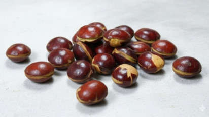 Banyak yang Bilang Penderita Kolesterol Tinggi Dilarang Makan Jengkol, Benarkah Atau Cuma Mitos Turun-Temurun?