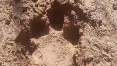 Heboh Warga Tapteng Temukan Harimau Sedang Tidur di Jembatan Kayu Areal Perkebunan