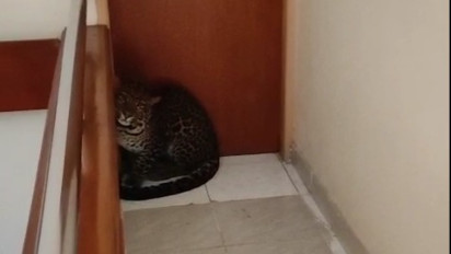 Macan Tutul Masuk Hotel di Bandung! Tamu Panik, Petugas Butuh 1,5 Jam untuk Evakuasi