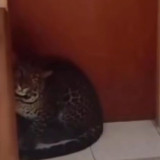 Detik-detik Mengerikan Macan Tutul Masuk Hotel Anugrah Bandung