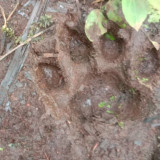 Jejak Kaki Harimau Hebohkan Warga di Sibolangit, Begini Hasil Pemantauan BBKSDA Sumut