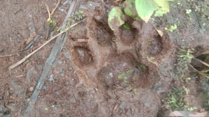 Jejak Kaki Harimau Hebohkan Warga di Sibolangit, Begini Hasil Pemantauan BBKSDA Sumut