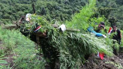 Pemkab Gayo Lues Fokus Program Alih Tanam Ganja ke Tanaman Bernilai Ekonomis