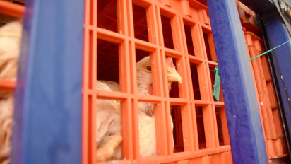 Indonesia Kembali Ekspor Ayam Hidup ke Pasar Singapura, Jumlahnya Setara 5 Ton