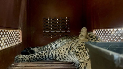 Dicek Lanjutan, Macan Tutul yang Masuk Hotel di Bandung Dikirim ke Sukabumi