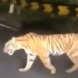 Polisi Sebut Video Viral Warga Dimangsa Harimau di Tanggamus Hoaks