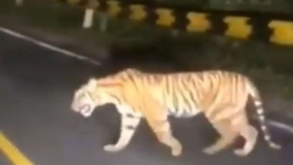Polisi Sebut Video Viral Warga Dimangsa Harimau di Tanggamus Hoaks