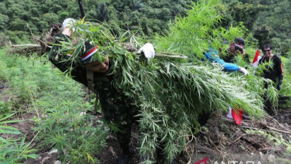 58 Hektare Ladang Ganja di Gayo Lues Dimusnahkan Sepanjang 2025