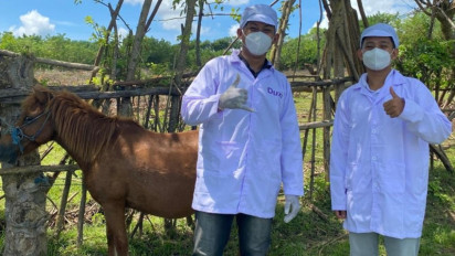 Dari Manakah Asal Susu Kuda Duzi?