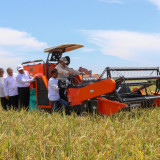 Harga Gabah Naik, Petani di Majalengka Semakin Sejahtera