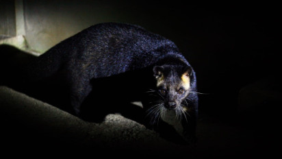 Hari Pertama Night at The Ragunan Zoo, Melihat Zoo Keeper Beri Makan ‘Fitri dan Ranti’